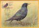 2015 Moldova Moldavie Moldau MAXICARD Birds From Moldovan Regions 1.20 - Specht- & Bartvögel