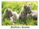 Animaux - Fauves - Tigre - Tiger - Zoo De Beauval - Bébés Tigres Blancs - CPM - Carte Neuve - Voir Scans Recto-Verso - Tigri