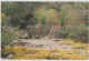 Australia TASMANIA TAS Grass Trees FLINDERS ISLAND Quillpower FIP2-00 Postcard C1980s - Andere & Zonder Classificatie