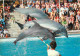 Animaux - Marineland Costa D'en Blanes - Mallorca - Spectacle De Dauphins - Dolphins - Zoo Marin - CPM - Carte Neuve - V - Delphine