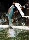 Animaux - Rust Baden - Europa Park - Freizeit Und Familienpark - Florida Delphin-Show - Spectacle De Dauphins - Dolphins - Dolphins