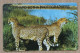 Rare Nanibia Phonecard Gerhard Botha Photographers Colnect Nr. NMB 10 Fine Used, Only For Collection Purpose - Namibia