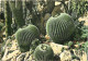 Fleurs - Plantes - Cactus - Cote D'Azur - Plantes Tropicales - Voir Timbre De Monaco - CPM - Voir Scans Recto-Verso - Cactussen