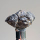 #T26 - Ungewöhnliche RAUCHQUARZ Kristalle (Victoria, Australien) - Minerales