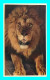 A921 / 637 LIONS Parc Zoologique Du Bois De Vincennes Paris ZOO - Lions