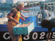 CP 29 Finistère LE GUILVINEC  -  Retour De Pêche Déchargement De La LANGOUSTINE Au Port Du GUILVINEC 1989 - Guilvinec