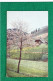 CARTOLINA POSTALE VIAGGIATA 1922 PAESAGGIO FARBENPHOTOS NACH LUMIERE POSTCARD 0198 - Alberi