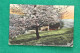 CARTOLINA POSTALE VIAGGIATA 1917 PAESAGGIO FLOREALE POSTCARD 0200 - Arbres