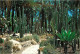 Fleurs - Plantes - Cactus - Espagne - Elche ( Alicante ) - Huerto Del Cura - Pasillo Entre Cactus - CPM - Voir Scans Rec - Cactus