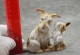 Delcampe - Vintage Porcelain Figurine Of A Dog With A Puppy - Gzel (RUS)