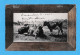 460 - FRANCE FARM CAMPO J. DELTOOS PATORAGE PASTOREO TORO COW VACA GANADO  RARE  POSTCARD - Toros