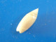 Olivella Volutella Panama 16,8mm GEM N2 - Seashells & Snail-shells