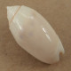 Oliva Annulata Nouvelle Calédonie 40mm GEM N5 - Seashells & Snail-shells