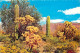 Fleurs - Plantes - Cactus - Etats-Unis - When Spring's Colorful Touch Brightens The Desert - CPM - Voir Scans Recto-Vers - Cactussen