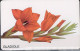 Deutschland - P  PD-SERIES: Blume "Gladiole" - USED -  1998 - P & PD-Series: Schalterkarten Der Dt. Telekom