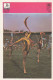 Slet - Youth Sports Festival In Yugoslavia Trading Card Svijet Sporta - Gymnastics