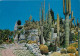 Fleurs - Plantes - Cactus - Cote D'Azur - Eze Village - Le Jardin Exotique - CPM - Voir Scans Recto-Verso - Cactusses