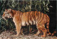 Animaux - Tigres - CPM - Voir Scans Recto-Verso - Tigri