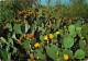 Fleurs - Plantes - Cactus - Etats-Unis - Prickly Pear - CPM - Voir Scans Recto-Verso - Cactus