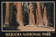 Etats Unis Sequoia National Park - Kings Canyon