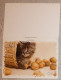 Petit Calendrier De Poche Agenda 2014 Oller Chat Chaton Noix - 12 Pages - Tamaño Pequeño : 2001-...