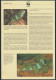WWF Tonga 1140-1143 Tiere Der Kurzkammleguan Kpl. Kapitel Bestehend Aus - Tonga (1970-...)