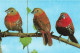 ANIMAUX ET FAUNE - Oiseaux - Roter Tropfenastrild - Colorisé - Carte Postale - Birds