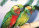 ANIMAUX ET FAUNE - Edward's Schmuckorpapagei - Colorisé - Carte Postale - Vögel