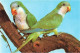 ANIMAUX ET FAUNE - Mönchsittich - Colorisé - Carte Postale - Birds