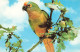 ANIMAUX ET FAUNE - Goldstirnsittich  - Colorisé - Carte Postale - Vögel
