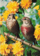 ANIMAUX ET FAUNE - Kneu  - Colorisé - Carte Postale - Vögel