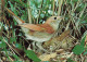 ANIMAUX ET FAUNE - Rossignol - Colorisé - Carte Postale - Birds