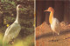 ANIMAUX ET FAUNE - Kuhreihr R. - WeiBnackenkranich I.- Colorisé - Carte Postale - Vögel