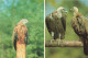 ANIMAUX ET FAUNE - Gänsegeier R. Rotmilan L.- Colorisé - Carte Postale - Birds