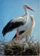 ANIMAUX ET FAUNE - Cicognes - Colorisé - Carte Postale - Birds