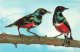 ANIMAUX ET FAUNE - Dreifarben Glanzstar - Colorisé - Carte Postale - Birds