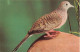 ANIMAUX ET FAUNE - Zebrataübchen - Colorisé - Carte Postale - Birds