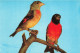 ANIMAUX ET FAUNE - Kapuzenseisig - Colorisé - Carte Postale - Vögel