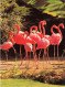 ANIMAUX ET FAUNE - Flamingos - Colorisé - Carte Postale - Birds