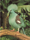 ANIMAUX ET FAUNE - Blauschopf - Krontaube - Colorisé - Carte Postale - Birds