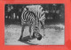 ZEBRE Cp  119 - Zebras