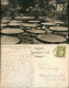 Ansichtskarte Dahlem-Berlin Botanischer Garten Victoria Regia Lindl 1932 - Dahlem