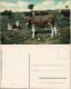 Postcard .Namibia Farmidyll Deutsch-Südwestafrika DSWA Kolonie 1908 - Namibie