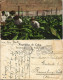 Postcard Kuba Allgemein Cuba Cosecha De Tabac Tabacco Gathering 1912 - Cuba