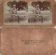Jamaika Jamaica Typen  Ninety In The Shade CDV Kabinettfoto 1889  Stereoskopie - Jamaica