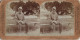 Jamaika Jamaica Typen  Ninety In The Shade CDV Kabinettfoto 1889  Stereoskopie - Jamaïque