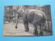 L' ELEPHANT > Jardin Des Plantes à PARIS ( Edit. 238 ) Anno 1915 + Taxe France ( Voir SCANS ) ! - Elephants