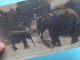 Elephants African Baby " CONGO & GUNDA  ( New York ZOO N° 1983 Serie C ) Anno 1909 N.Y. To Jambes (B) ( Voir SCANS ) ! - Elephants