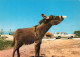 ANIMAUX - L'ânon à La Plage - Colorisé - Carte Postale - Donkeys