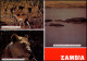 Sambia Zambia IMPALA KAFUE NATIONAL PARK 3 Bild Tiere Africa 1988 - Zambie